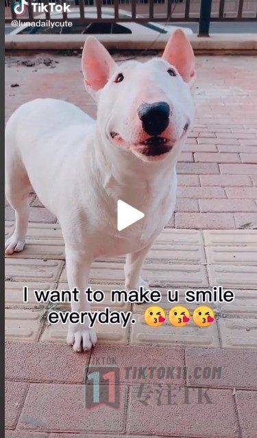 图片[3]-分享TikTok35个宠物类爆款文案（中英文对照） - TikTok11-TikTok11