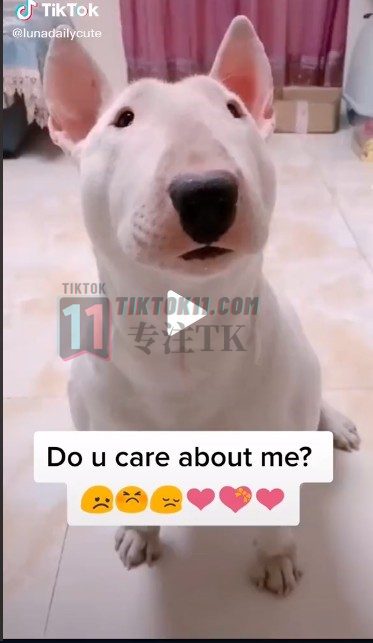 图片[6]-分享TikTok35个宠物类爆款文案（中英文对照） - TikTok11-TikTok11