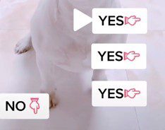 图片[7]-分享TikTok35个宠物类爆款文案（中英文对照） - TikTok11-TikTok11
